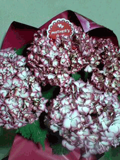 100509_hahanohi.gif