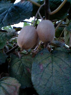 kiwifruit_100917.jpg