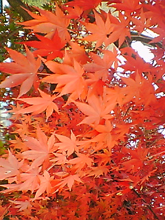 kyoto_1113_2.jpg