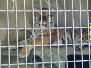 tennojizoo_100606_at.jpg