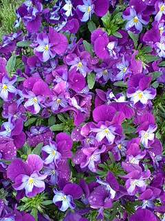 viola110419-01murabiwhi.jpg