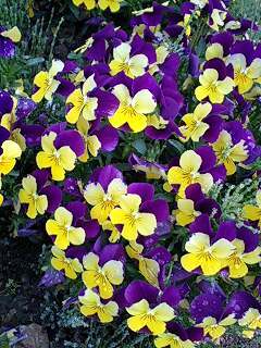 viola110419-03muraye.jpg