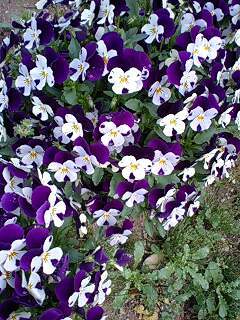 viola110419-07murawhi.jpg