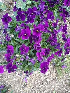 viola110419-08allmura.jpg